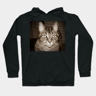 Tiger striped cat Hoodie